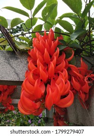 Heliconia Flowers In Cubbon Park