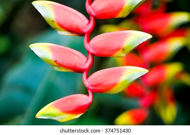 heliconia flowers in the garden 