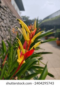 Heliconia Ornamental Plant Tropical Flower has ability to absorb various pollutants such as carbon monoxide or motor vehicle exhaust gases and burn waste, thus playing a role in improving environment