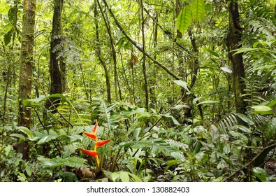 1,649 Rainforest understory Images, Stock Photos & Vectors | Shutterstock