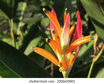 Heliconia Psittacorum Flower Is A Species Of Flowering Ornamental Plant, From Caribbean South America. Background Blur