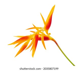 Heliconia psittacorum (Golden Torch) flowers, Tropical flowers isolated on white background                            