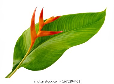 Heliconia psittacorum (Golden,orange  Torch) flowers with leaves, Tropical flowers isolated on white background.