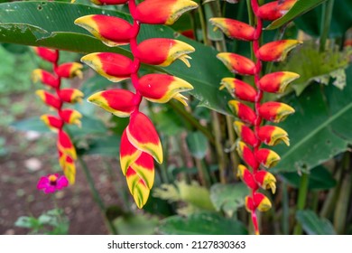 Heliconia psittacorum or parrot's beak, the hanging lobster claw or false bird of paradise. It is often cultivated as a tropical ornamental plant.