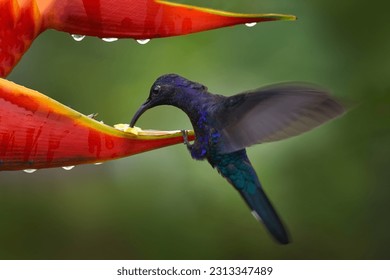 Heliconia red flower with blue hummingbird, La Paz Waterfall Garden, Volcan Poas NP in Costa Rica.  Violet Sabrewing, Campylopterus hemileucurus, beautiful bloom. Bird sucking nectar. Widlife nature.