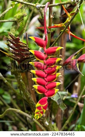 Heliconia Rostrata flower, Amazon rainforest, Yasuni national park, Ecuador.