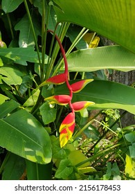 Heliconia rostrata or hanging lobster claw or false bird of paradise. Heliconia rostrata are known to those who grow them as a host flower to many birds, especially the hummingbird.