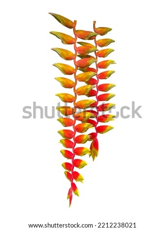 Heliconia rostrata, herbaceous plant, inflorescence axillary, inflorescences hanging down, alternately arranged in two vertical rows on the same plane, red, with yellow tips.