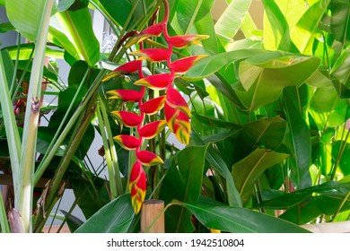 Heliconia rostrata inflorescence (lobster-claws, toucan peak, wild plantains or false bird-of-paradise). Tropical flowers.