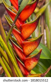 Heliconia rostrata, auch bekannt als hängende Hummer-Klaue oder falscher Paradies-Vogel, blühende rote und gelbe Blumen. Tropische Regenwaldblume im Dschungel des Cameron Highlands, Malaysia