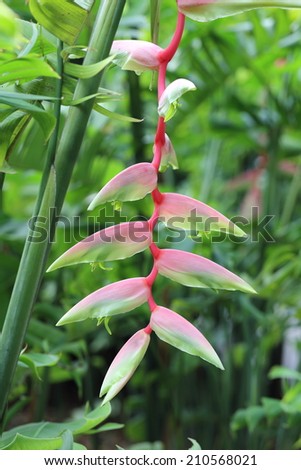 Art digital exotic flower orchid sexy opinion Art digital exotic flower orchid sexy apologise