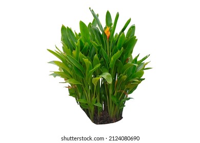 Heliconia the tropical foliage plant bush growing in wild isolated on white background.This has clipping path.