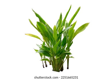 Heliconia the tropical foliage plant solated on white background.This has clipping path. - Shutterstock ID 2251665231