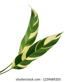 Heliconia variegated foliage, Exotic tropical leaf isolated on white background, with clipping path                                                                                