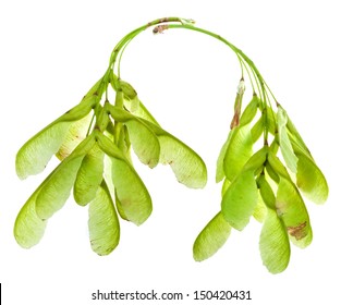 helicopter seeds of ash tree isolated on white background