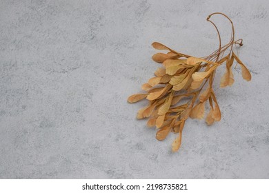 Helicopter Seeds, Dry Beige Maple Seed Pods On Grey Concrete Table Background. Top View, Flat Lay, Copy Space. Autumn Background With Natural Materials For Crafts