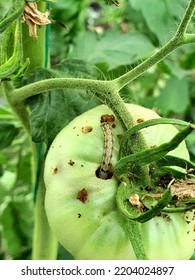 Helicoverpa Armigera Lepidoptera Noctuidae Caterpillar On Stock Photo ...