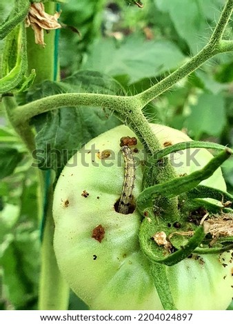 Helicoverpa armigera (Lepidoptera: Noctuidae) caterpillar on a green tomato plant. It is also called the cotton bollworm, corn earworm, or bollworm.