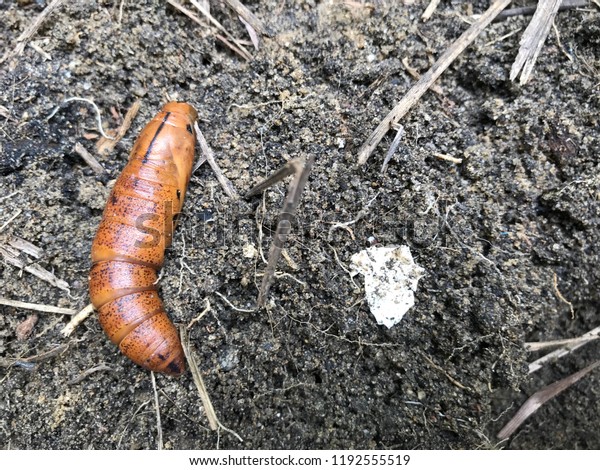 pinworm lárva stádium pinworm típusú