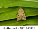 Helicoverpa zea commonly known as the corn earworm