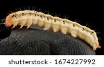 Helicoverpa zea - Corn Earworm,  terrifying bug, Macro specimen