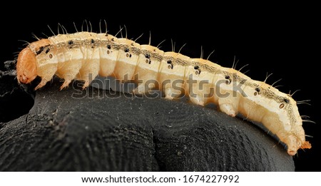 Helicoverpa zea - Corn Earworm,  terrifying bug, Macro specimen