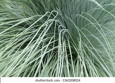 Helictotrichon sempervirens, Blue Oat Grass. Closeup