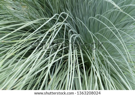 Helictotrichon sempervirens, Blue Oat Grass. Closeup