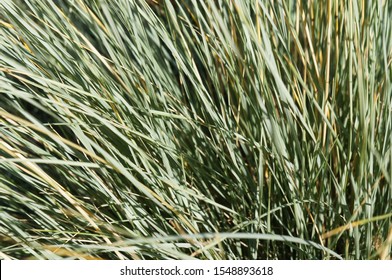 Helictotrichon Sempervirens Sapphire 
Blue Oat Grass Background