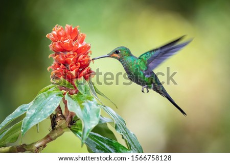 Heliodoxa jacula, Green-crowned brilliant The Hummingbird is hovering and drinking the nectar from the beautiful flower in the rain forest. Nice colorful background.
