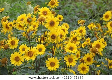 Heliopsis helianthoides, false sunflower, in bloom. 