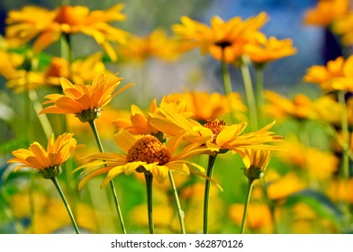 Heliopsis Helianthoides, Yellow Flowers