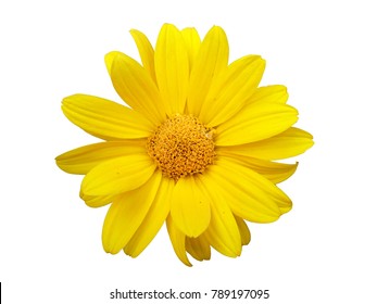 Yellow Daisy Flowers Images Stock Photos Vectors Shutterstock