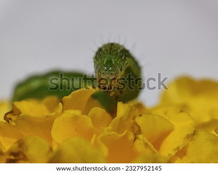 Heliothis eating its favourite Marigold