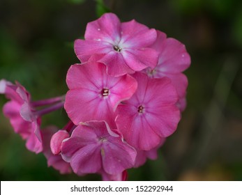 Heliotrope Flower