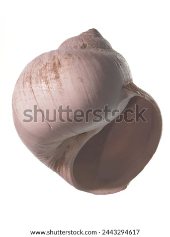 Helix, large gastropod mollusc shell, apertural view against white background