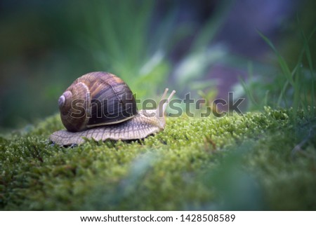 Similar – Image, Stock Photo Screw II Snail Snail shell