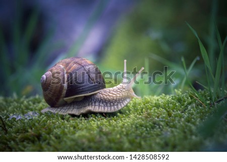 Similar – Image, Stock Photo Screw II Snail Snail shell