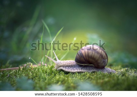 Similar – Image, Stock Photo small enchanted world