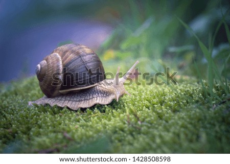 Similar – Image, Stock Photo Screw II Snail Snail shell