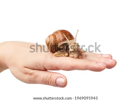 Helix pomatia, burgundy snail, Roman snail, edible snail, escargot isolated on a hand on a white background