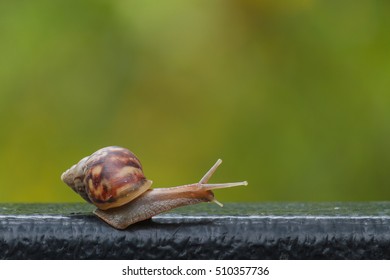 Helix pomatia, common names the Burgundy snail, Roman snail, edible snail or escargot, snail on green blur background