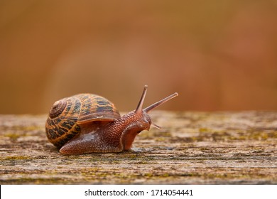 Helix pomatia, common names Roman snail, Burgundy snail, edible snail or escargot, is species of large, edible, air-breathing land snail, terrestrial pulmonate gastropod mollusk in family Helicidae.