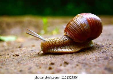 Helix pomatia is also a Roman snail a Burgundian snail, an edible snail or an escargot, is a view of a large edible air-air drying snail, a terrestrial mollusc from gastropods. Free space for text