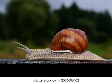 Helix pomatia is also a Roman snail a Burgundian snail, an edible snail or an escargot, is a view of a large edible air-air drying snail, a terrestrial mollusc from gastropods. Free space for text