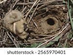 Helix pomatia or Roman snail, Burgundy snail, or escargot next to an hole for her eggs getting ready to lay eggs