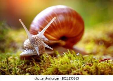 Helix pomatia also Roman snail, Burgundy snail, edible snail or escargot, is a species of large, edible, air-breathing land snail, a terrestrial pulmonate gastropod mollusk in the family Helicidae.