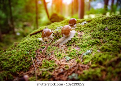 Helix pomatia also Roman snail, Burgundy snail, edible snail or escargot, is a species of large, edible, air-breathing land snail, a terrestrial pulmonate gastropod mollusk in the family Helicidae.
