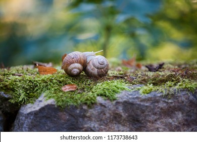 Helix pomatia (Roman snail, Burgundy snail, edible snail, escargot) is a species of large, edible, air-breathing land snail. Mating of two snails