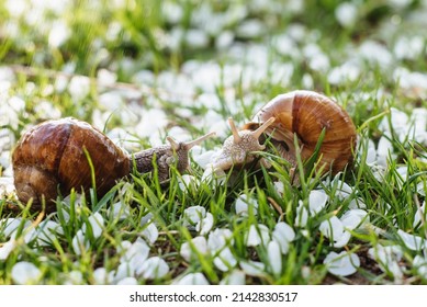 Helix pomatia (Roman snail, Burgundy snail, edible snail, escargot) is a species of large, edible, air-breathing land snail. Gastropods. Two land snails during mating. Fauna of Ukraine